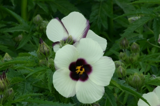 Hibiscus cannabinus