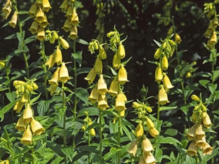 Digitalis grandiflora
