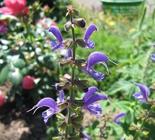 Salvia nemorosa subsp. tesquicola