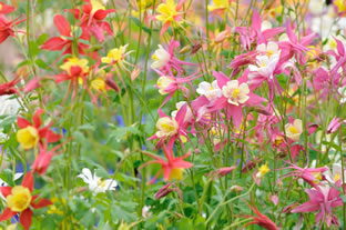 Aquilegia caerulea 'Mc Kana'