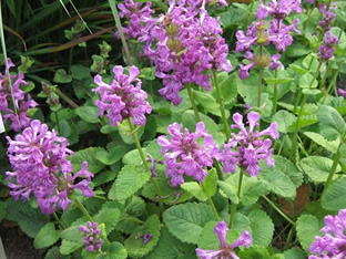 Stachys macrantha