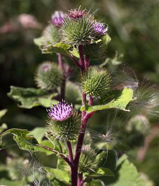 Arctium lappa