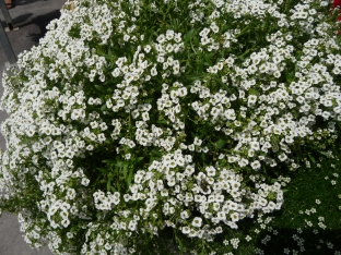 Lobularia maritima var. benthamii