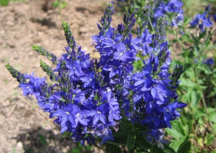 Veronica teucrium 'Koenigsblau'