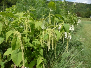 Amaranthus caudatus 'Green Cascade'