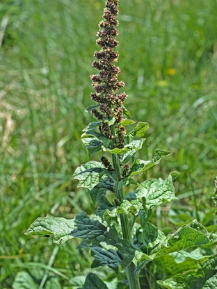Chenopodium bonus-henricus