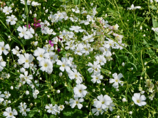 Gypsophila elegans 'Covent Garden'