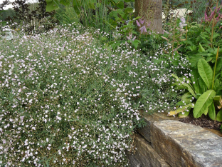 Gypsophila paniculata