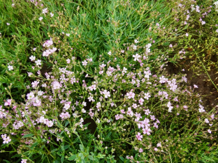 Gypsophila repens 'Rosea'