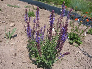 Salvia nemorosa