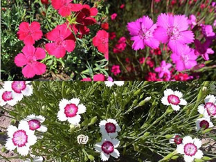 Dianthus deltoides (Mischung)