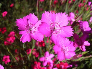 Dianthus deltoides