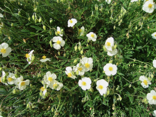 Helianthemum apenninum