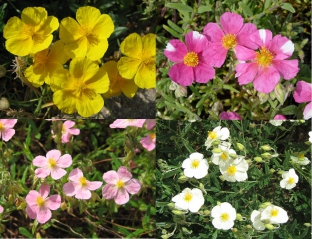 Helianthemum 'Mutabile Mixed'