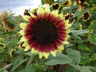 Helianthus annuus 'Floren'