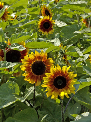 Helianthus 'Orange Mahogany Bicolour'