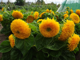 Helianthus annuus 'Teddybaer' (Dwarf Sungold)'