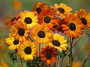 Helianthus debilis 'Soluna Bronze'