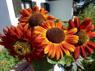 Helianthus annuus 'Crimson Queen'