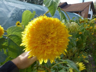 Helianthus annuus 'Double Sunking'