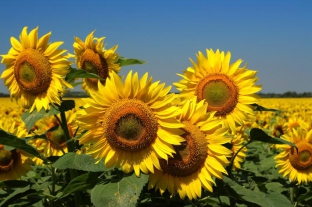 Helianthus annuus