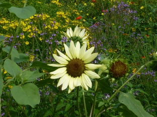 Helianthus debilis 'Vanilla Ice'