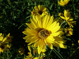 Helianthus maximiliani