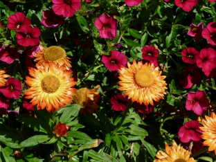 Helichrysum bracteatum 'King Size-Mischung'