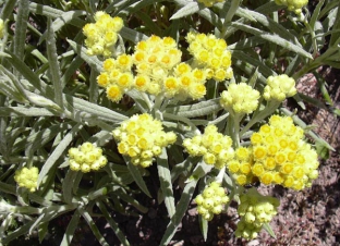 Helichrysum thianshanicum 'Goldkind'