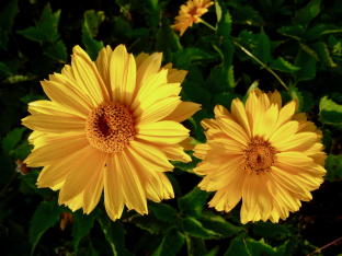 Heliopsis helianthoides var. scabra 'Sommersonne'