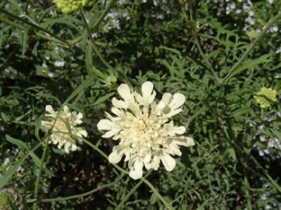 Scabiosa ochroleuca