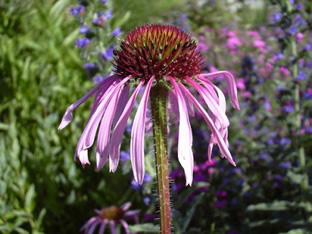 Echinacea pallida