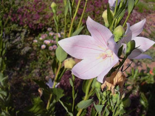 Platycodon grandiflorus 'Perlmutterschale'