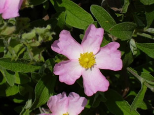 Cistus 'Grayswood Pink'