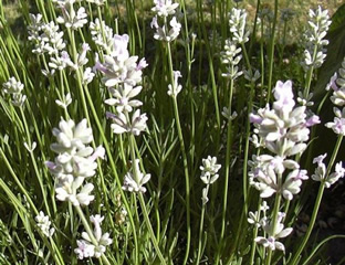 Lavandula angustifolia 'Rosea'