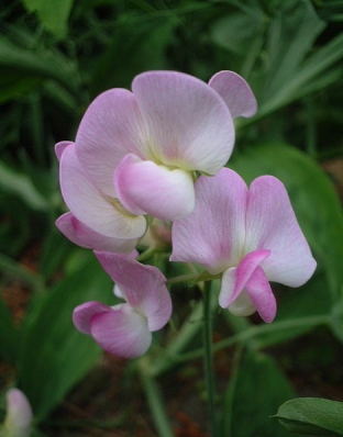 Lathyrus latifolius 'Rosa Perle'