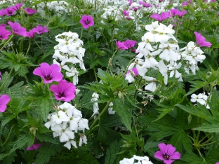 Hesperis matronalis 'Alba'