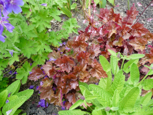 Heuchera americana 'Palace Purple'