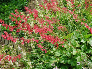 Heuchera sanguinea 'Sioux Falls'