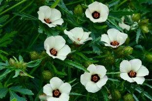 Hibiscus trionum