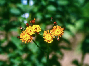 Hieracium aurantiacum