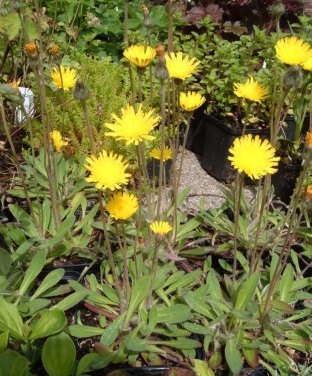 Hieracium pilosella