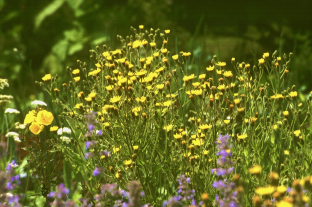 Hieracium prenanthoides