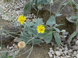 Hieracium pannosum subsp. bornmuelleri