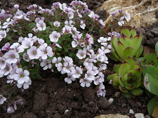 Gypsophila cerastioides