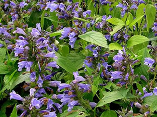 Nepeta subsessilis