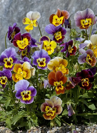 Viola cornuta 'Bambini Mixed'