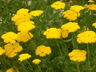 Achillea filipendulina 'Parkers'