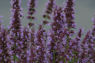 Nepeta spec. (parnassica)