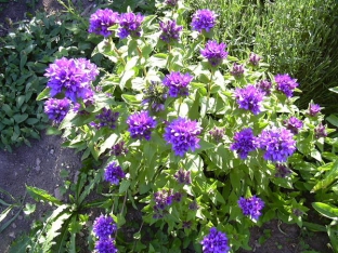 Campanula glomerata var. dahurica